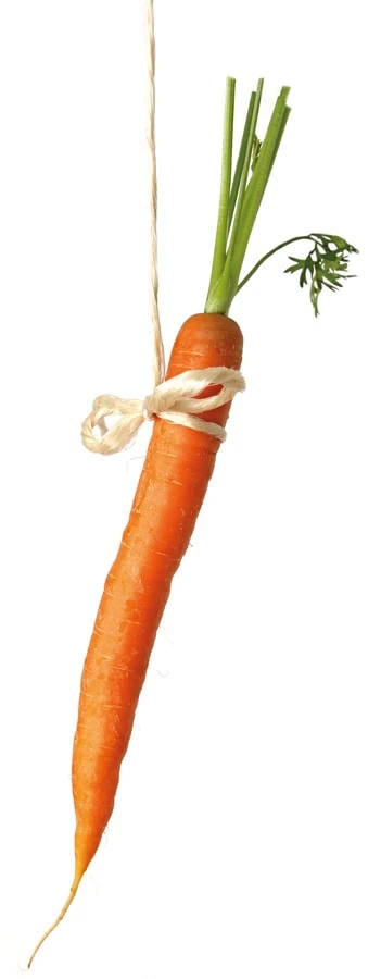 Eine frische, orangefarbene Karotte mit grünen Blättern, die mit einem Bindfaden zusammengebunden ist.