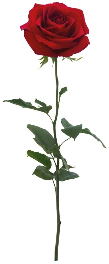 Eine rote Rose mit langen grünen Blättern und einem geraden Stiel auf weißem Hintergrund.